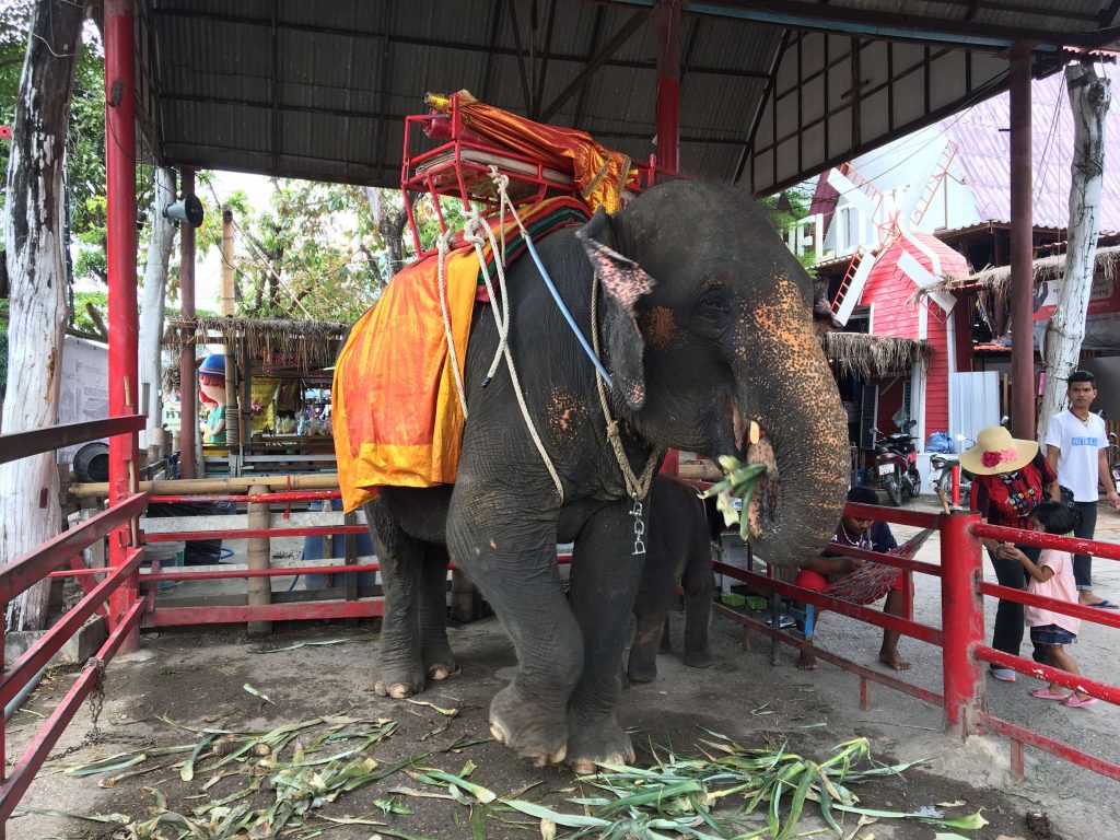 elefantes en tailandia