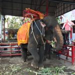 elefantes en tailandia