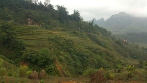 campos arroz ha giang