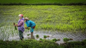 campos de arroz