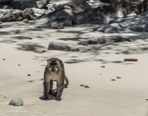 monkey island