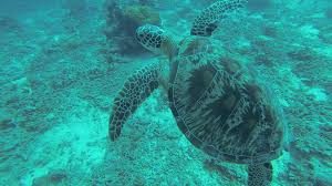 tortuga marina gili meno